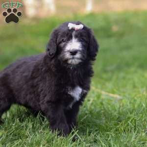 Champagne, Sheepadoodle Puppy